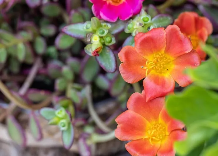 Lägenhet Cconforthotels Domus Venezia Bari